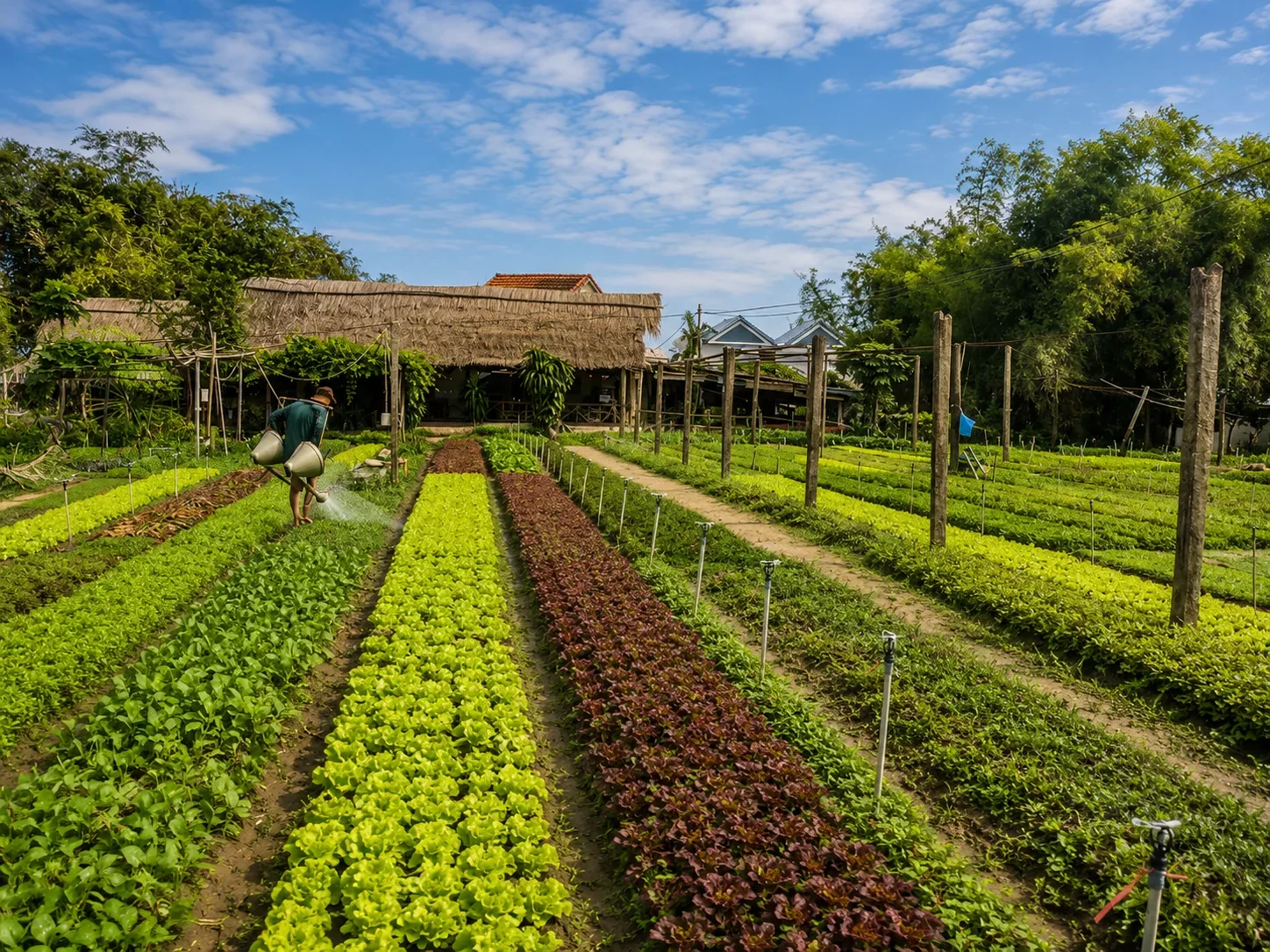 Tra Que vegetable gardens near Hoi An